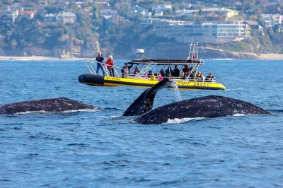 Découvrez dana point en zodiac rapide, observez dauphins et baleines sauvages avec des guides locaux, et terminez par un brownie triple fudge de mrs. capt. dave.