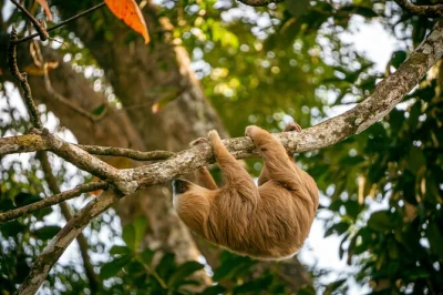 Feel the calm of punta uva’s jungle waters, spot wild sloths with expert guides, and walk hidden beaches—includes kayak, bilingual guide, and small group size.