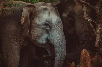 Sri Lanka 15 dias: Cultura, vida selvagem e motorista privado