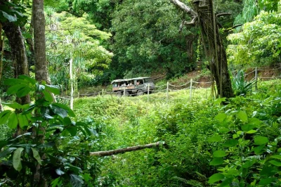 Scopri il lato selvaggio di oahu con un’avventura off-road a kualoa ranch. salta a bordo di un pinzgauer svizzero, visita antichi stagni di pesci e ascolta storie locali con una guida esperta.