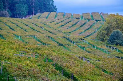 Dégustation de vin Albariño depuis Vigo : Deux caves et déjeuner