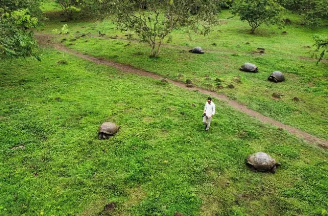 Santa Cruz Riesenschildkröten & Lavatunnel Galapagos Tour