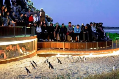 Watch the phillip island penguin parade, meet koalas at moonlit sanctuary, and see wild fur seals—includes city hotel pickup, small group, and live guide.