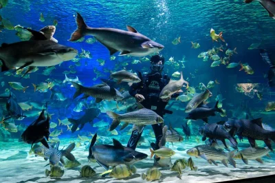 Scopri la fauna selvatica della cambogia ad angkor wildlife & aquarium a siem reap. tigri, lontre e pesci del mekong ti aspettano, con biglietto e trasporto con aria condizionata inclusi.