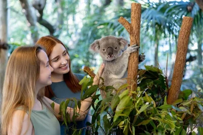 Feel the warmth of brisbane’s lone pine koala sanctuary, meet koalas up close, feed kangaroos, and enjoy daily wildlife shows—all just minutes from the city center.
