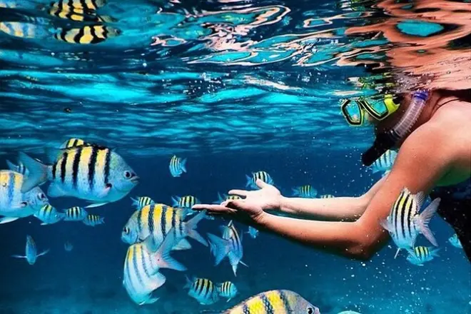 Snorkeling a Montego Bay: Barriera corallina con sosta pranzo