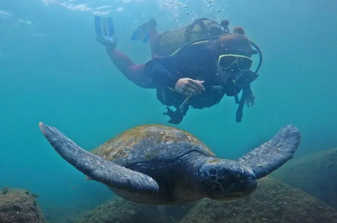 Plongée et snorkeling sur l'île Xavier, Florianopolis