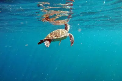 Snorkeling à l'île Xavier : Nagez avec les tortues marines