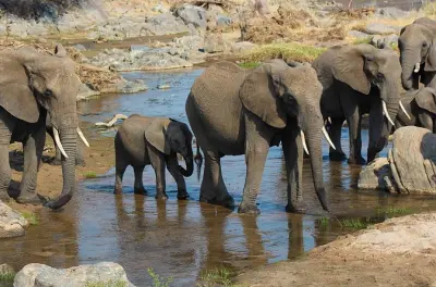 Safari com camping: Tarangire, Manyara e Cratera de Ngorongoro