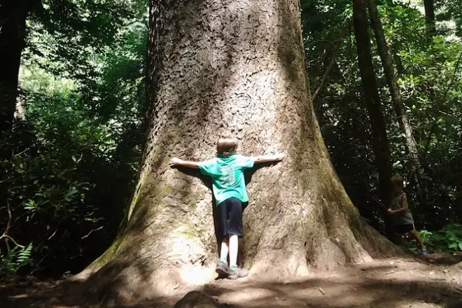 Greenbrier Waterfalls hike in Gatlinburg: Old-growth forest, a moderate trek