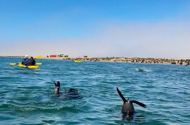 Caiaque em Pelican Point com colônia de focas, saindo de Swakopmund
