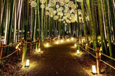 Step into kyoto’s quiet temples, stroll arashiyama’s bamboo forest, and follow vermillion torii gates at your own pace. private car, english driver, flexible stops.