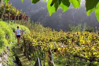 Découvrez madère en dégustant ses vins à funchal, visitez des caves historiques, traversez la forêt de laurissilva et savourez un déjeuner au vignoble. navette et guide inclus.