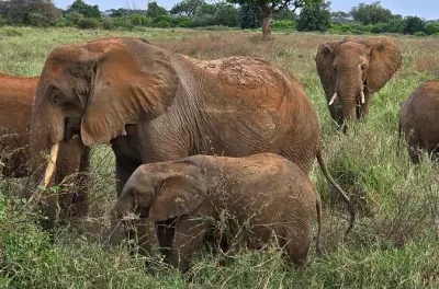 Safari Tsavo East: Safari e visita al fiume Galana