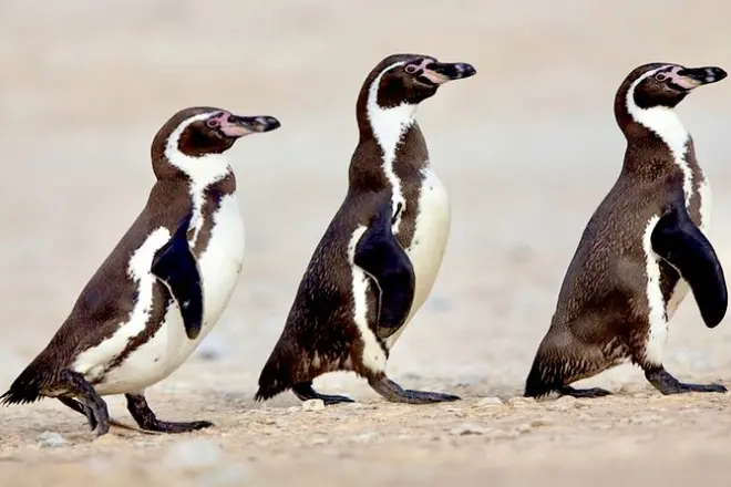 Paseo en parapente en Santiago: Pingüinos, vino y dunas de arena