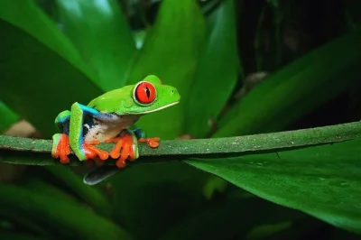 Explore a floresta tropical à noite em la fortuna. veja sapos, répteis, bicho-preguiça e muito mais numa caminhada guiada com lanternas—inclui reabastecimento de água e passe para visita diurna.