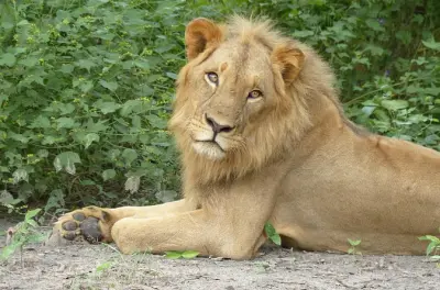 Safari no Senegal com visita à reserva de vida selvagem Fathala