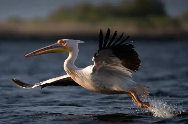Danube Delta boat tour from Tulcea: Mila 23 and pelican colonies