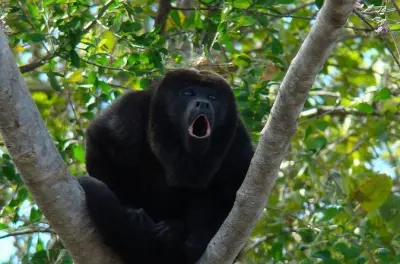 Tour privé de Guayaquil à la réserve écologique de Churute