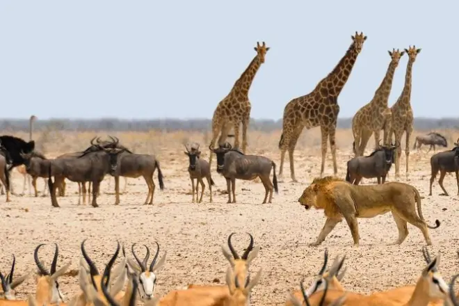 3-Day Etosha Safari from Windhoek: Wildlife & Stay