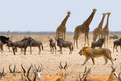 3-Day Etosha Safari from Windhoek: Wildlife & Stay