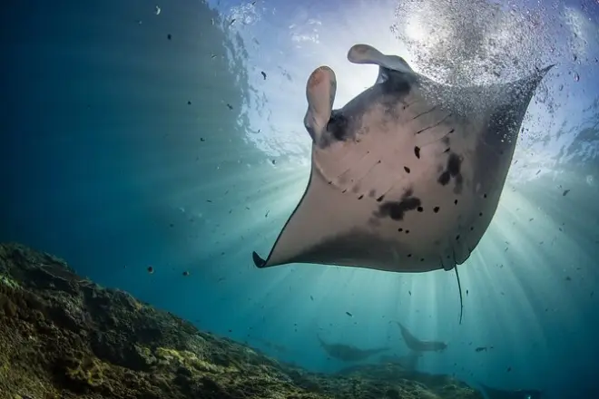 Schnorcheln in Nusa Penida: Manta Point, Gamat Bay, Wall Bay