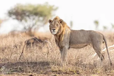 Kruger da Malelane: Safari mezza giornata Big 5 con guida esperta
