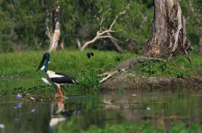 Corroboree Billabong: Coccodrilli e uccelli delle zone umide
