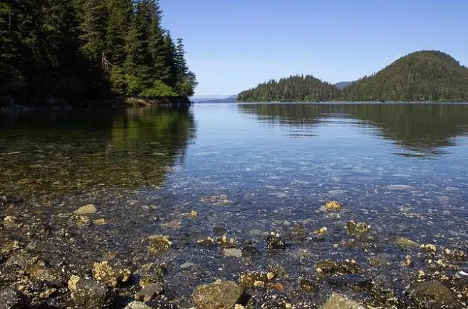 Escursione nella foresta Tongass di Sitka con guida naturalista
