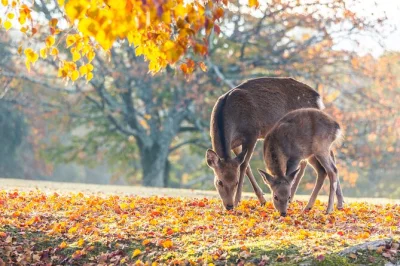 Entdecke kyotos bambuswald, bewundere den goldenen pavillon und füttere die verbeugenden hirsche im nara park – tagesausflug ab osaka oder kyoto mit mittagessen und eintritt.