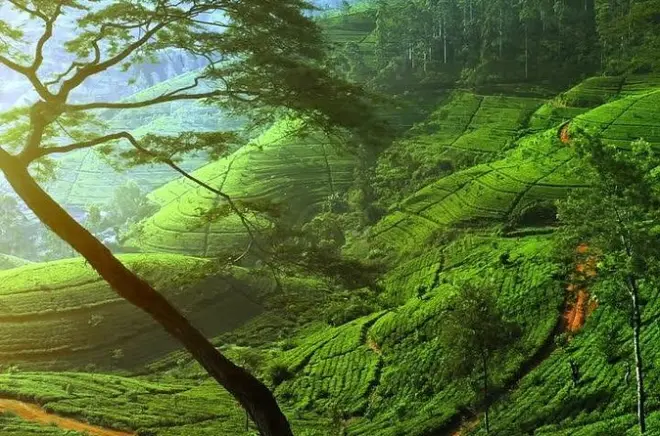 Nuwara Eliya: Fábrica de chá, lago Gregory e cachoeiras em um dia