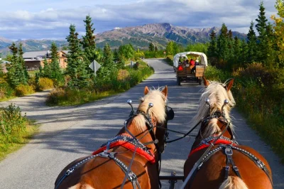 Feel the wild side of denali on a covered wagon ride from healy, spot moose, share stories with your guide, and enjoy a hearty backcountry meal. includes pickup.