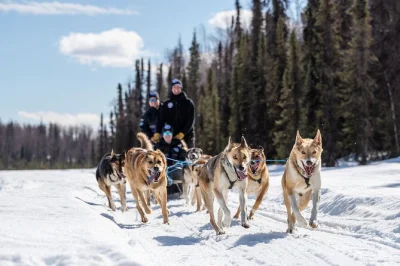 Rencontrez des huskies champions de l’iditarod à willow, alaska, parcourez des sentiers privés avec vue sur denali, et réchauffez-vous avec boissons chaudes et snacks. parkas d’hiver inclus.
