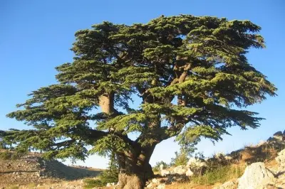Foresta di cedri libanese e montagne di Shouf in escursione privata