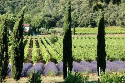 Medio día en Aix-en-Provence con cata de 9 vinos en 2 fincas