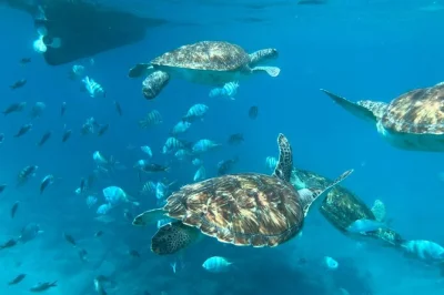 Snorkel with wild sea turtles near são vicente. private tour includes hotel pickup, boat ride, gear, and guide. real marine encounter in cape verde.