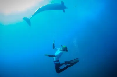 Schnorcheln mit Delfinen und Seelöwen: Mornington Peninsula