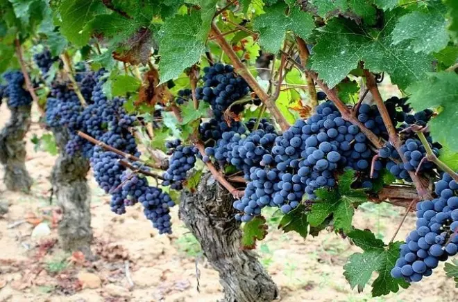 Vins de la Loire et château de Chenonceau, privé depuis Paris