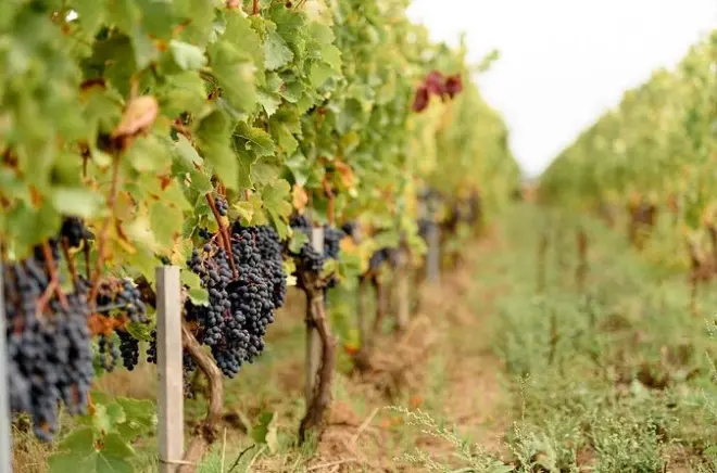 Tour della vigna Davron e degustazione di vini vicino a Versailles