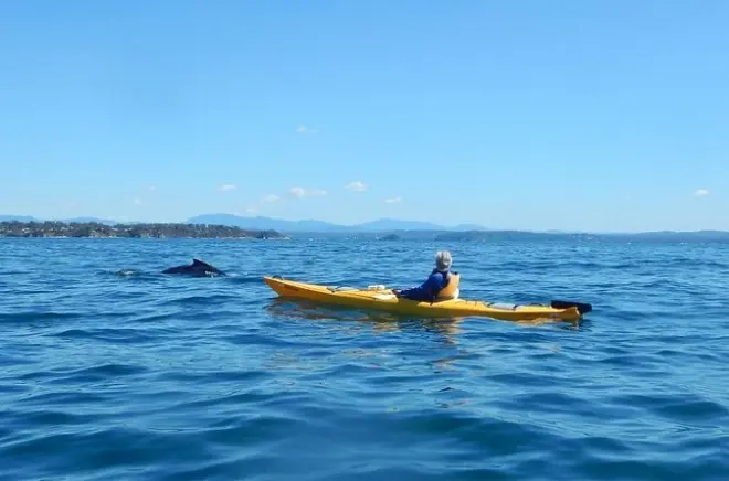 Kayak à Batemans Bay : Observation des baleines en kayak de mer