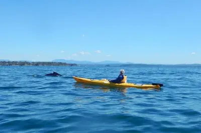 Kayak à Batemans Bay : Observation des baleines en kayak de mer