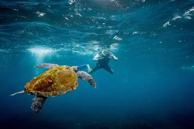 Gold Coast: Snorkel with Turtles at Cook Island & Pickup