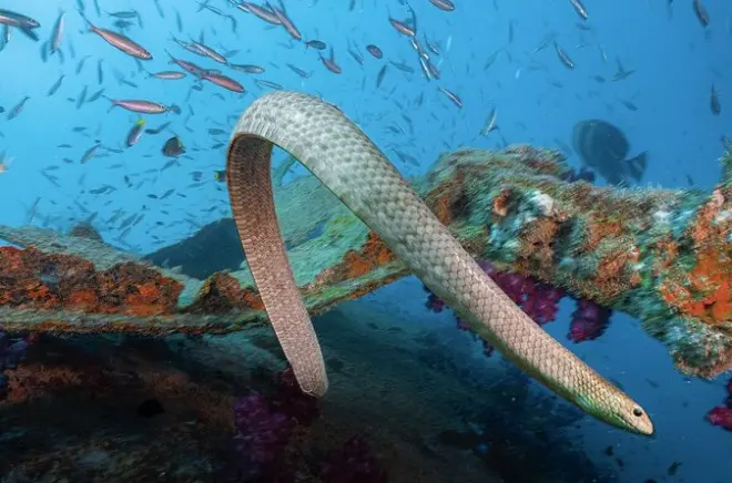 Scuba Dive the S.S. Yongala Wreck: Great Barrier Reef