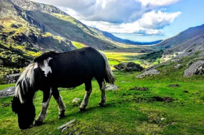Descubre gales del norte desde manchester en un día: castillos de conwy, la naturaleza salvaje de snowdonia y el impresionante acueducto de pontcysyllte. incluye recogida y guía local.