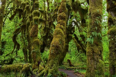 Entdecke den hoh rain forest, spaziere am wilden rialto beach und lausche den geschichten eines naturführers. ganztägige tour ab port angeles mit eintritt und transfer.