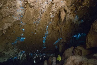 Descubre la magia de las cuevas de gusanos de luz kawiti, pasea por el antiguo bosque de opua y visita los curiosos baños hundertwasser con guía local maorí incluida.