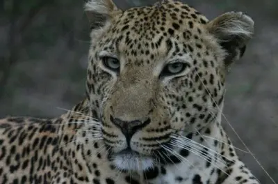 Safari all’alba da Marlothpark: Guida e safari nel Kruger