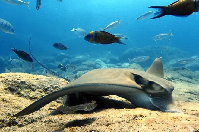 Scuba Diving in Tenerife: First-Time Beginner Class