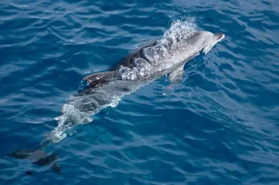 Costa noroeste de La Palma en barco: Acantilados y fauna marina