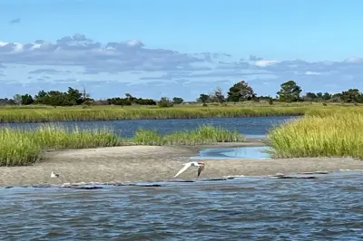 Traghetto per Masonboro Island da Wilmington: Conchiglie e nuoto